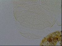 Echiniscus kofordi image
