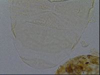 Echiniscus kofordi image