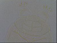 Echiniscus kofordi image