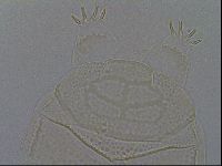 Echiniscus kofordi image