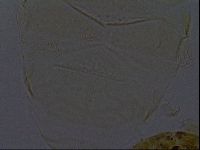 Echiniscus kofordi image