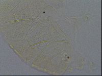 Echiniscus kofordi image
