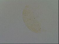 Echiniscus kofordi image