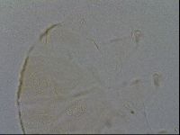 Echiniscus kofordi image