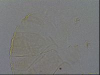Echiniscus kofordi image