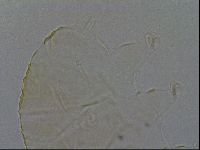 Echiniscus kofordi image