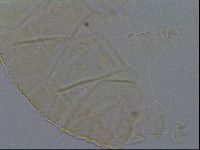 Echiniscus kofordi image