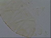 Echiniscus kofordi image