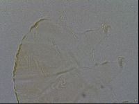 Echiniscus kofordi image
