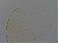 Echiniscus kofordi image