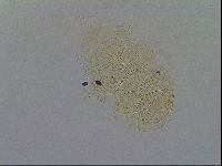 Echiniscus kofordi image