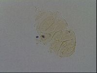 Echiniscus kofordi image
