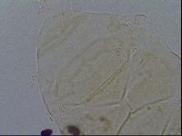 Echiniscus kofordi image