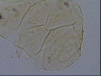 Echiniscus kofordi image
