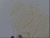 Echiniscus kofordi image