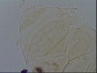 Echiniscus kofordi image