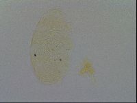 Echiniscus kofordi image