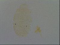 Echiniscus kofordi image