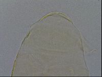 Echiniscus kofordi image
