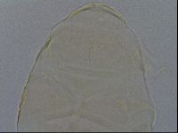 Echiniscus kofordi image