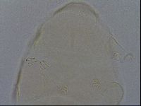Echiniscus kofordi image