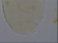Echiniscus kofordi image