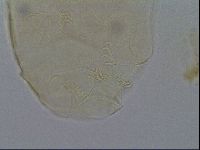 Echiniscus kofordi image