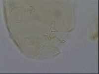 Echiniscus kofordi image