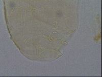 Echiniscus kofordi image