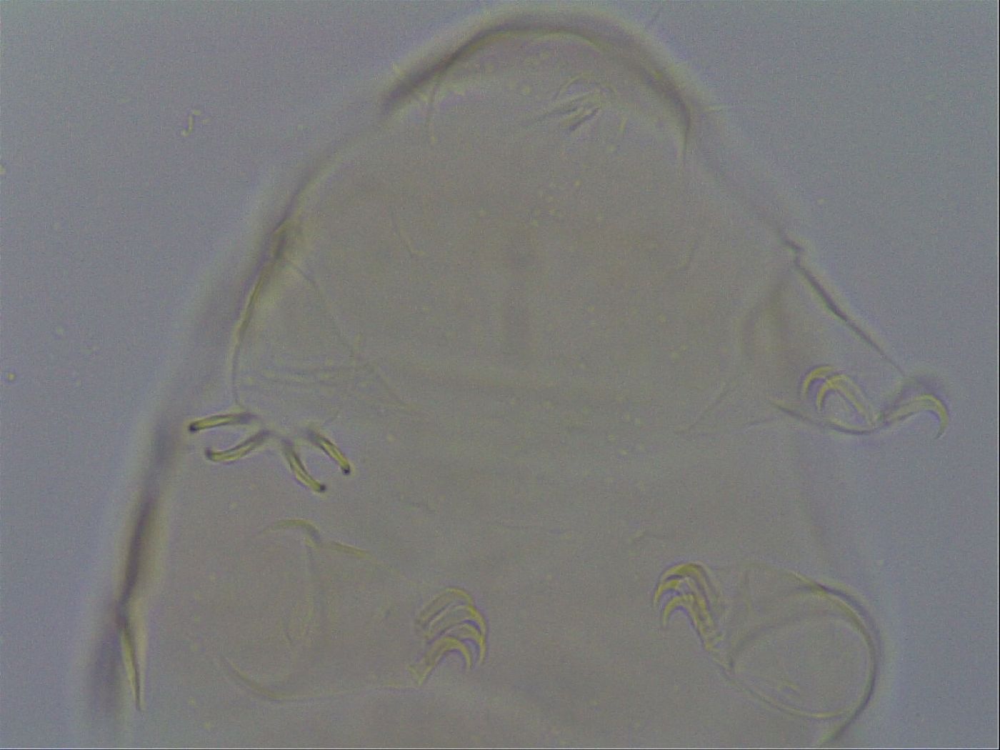 Echiniscus kofordi image