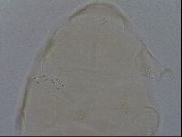 Echiniscus kofordi image