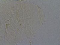 Echiniscus kofordi image