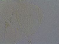 Echiniscus kofordi image