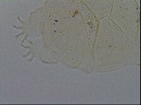 Echiniscus kofordi image
