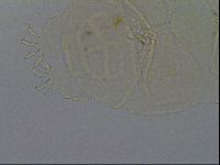 Echiniscus kofordi image