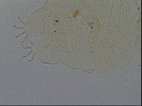 Echiniscus kofordi image