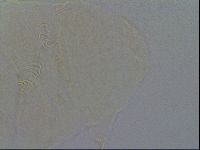 Echiniscus kofordi image