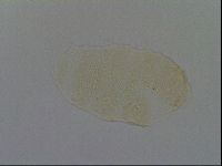 Echiniscus kofordi image