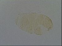 Echiniscus kofordi image