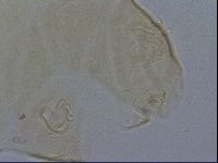Echiniscus kofordi image