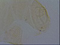 Echiniscus kofordi image
