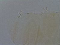 Echiniscus kofordi image