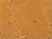 Testechiniscus laterculus image
