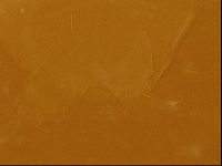 Testechiniscus laterculus image