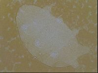 Testechiniscus laterculus image