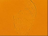Testechiniscus laterculus image