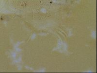 Testechiniscus laterculus image