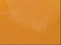Testechiniscus laterculus image