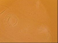 Testechiniscus laterculus image