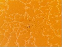 Testechiniscus laterculus image